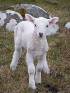 lamb-1396615